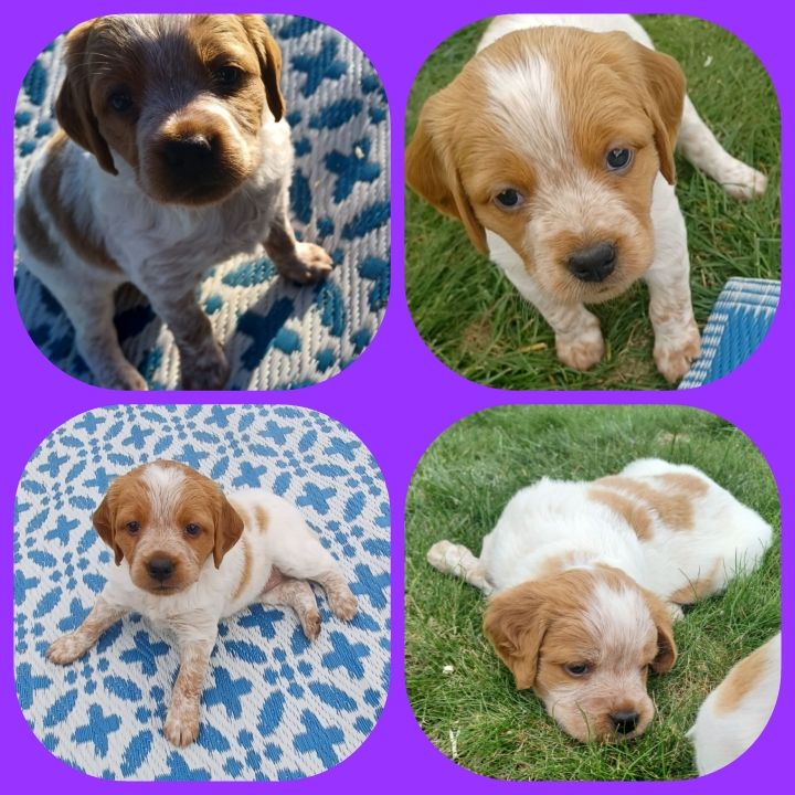 Les 4 femelles Des prés de Jégu